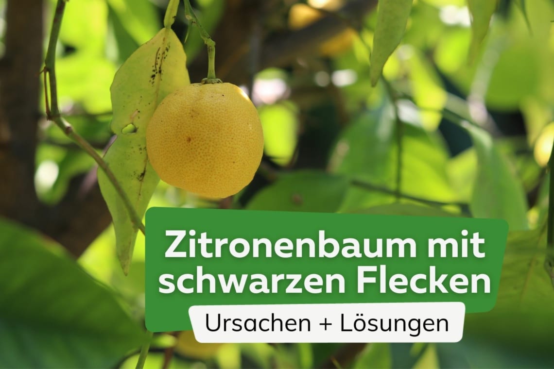 Zitronenbaum schwarze Flecken Titel