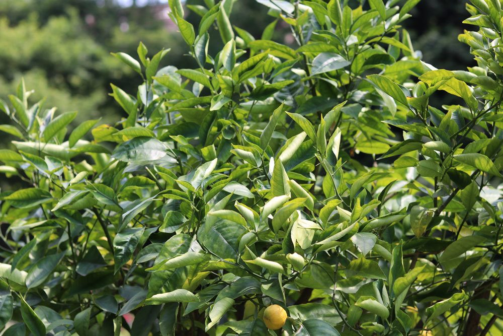 Zitronenbaum im Garten