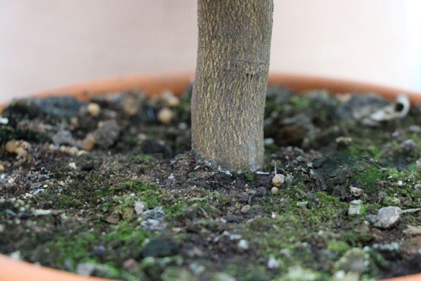 Zitronenbaum Bluten Fallen Ab
