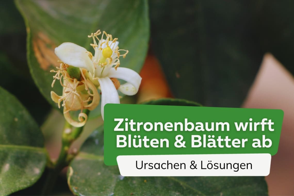 Zitronenbaum wirft Blüten und Blätter ab Titel