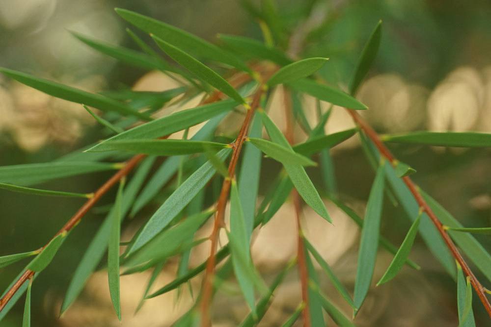 Callistemon mit seinen dünnen, grünen Blättern