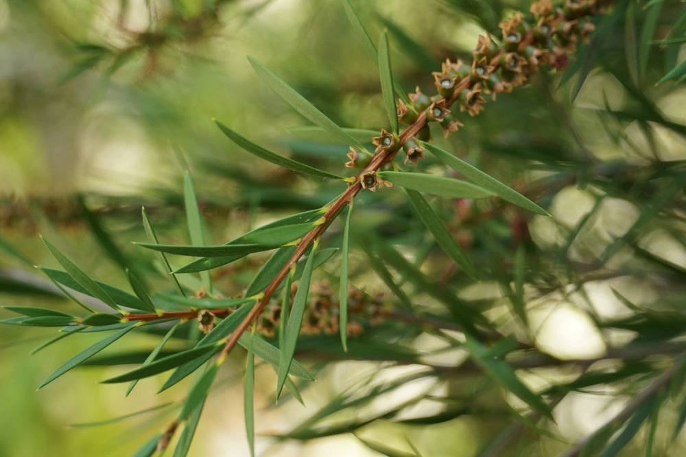 Callistemon stammt aus Australien