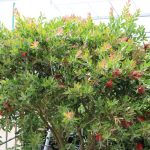 Zylinderputzer, Callistemon