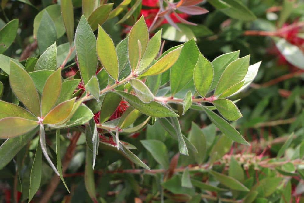 Callistemon dessen Blätter leicht nach Zitrus duften