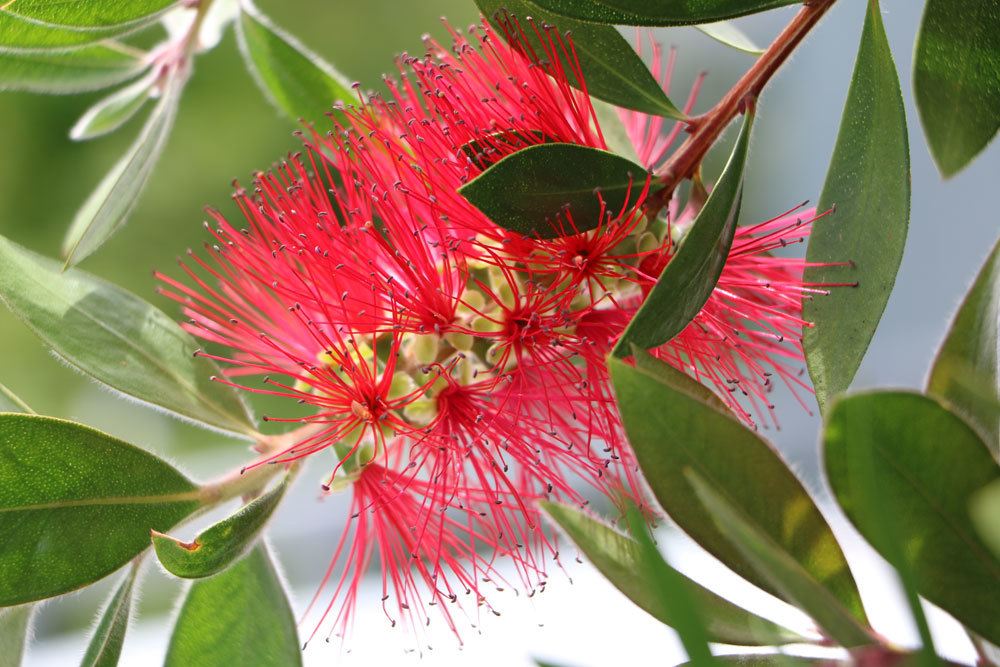 Zylinderputzer - Callistemon