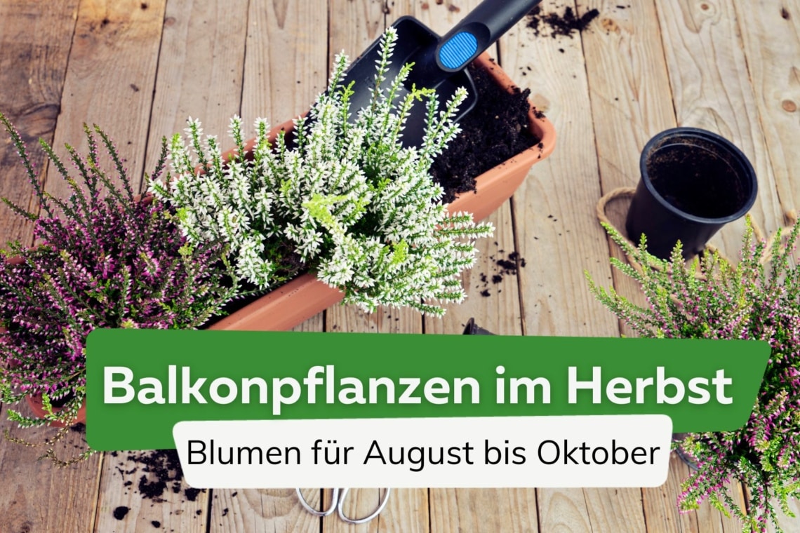 Balkonpflanzen für den Herbst Titel