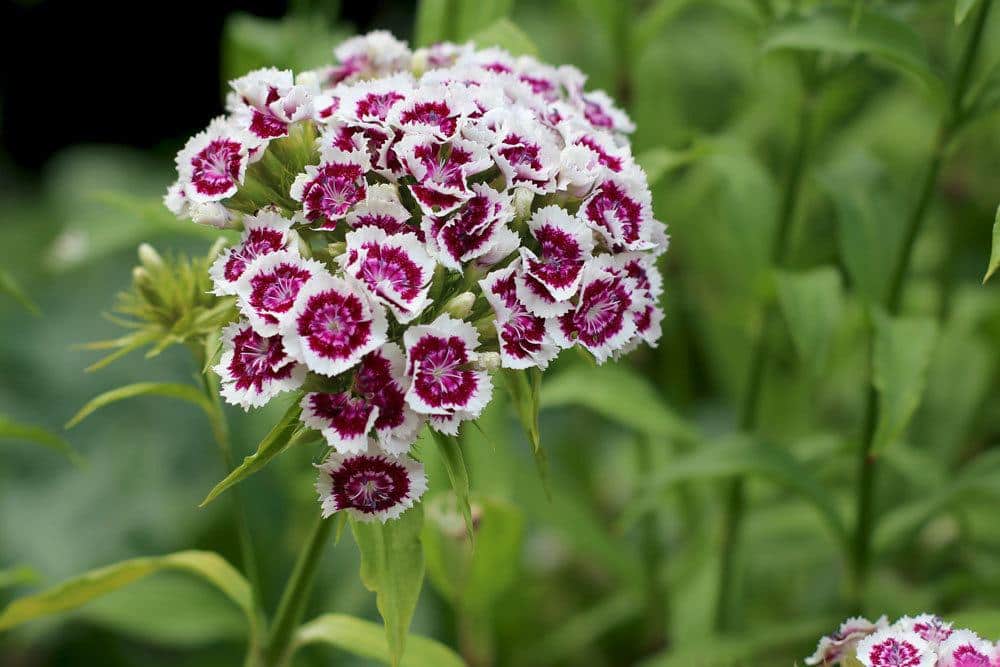 Dianthus barbatus ist eine nicht giftige Pflanze