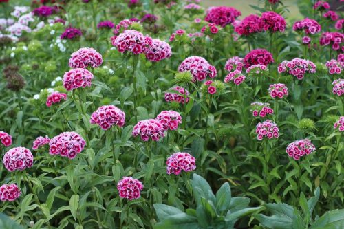 Dianthus barbatus mit dichten, aparten Blüten