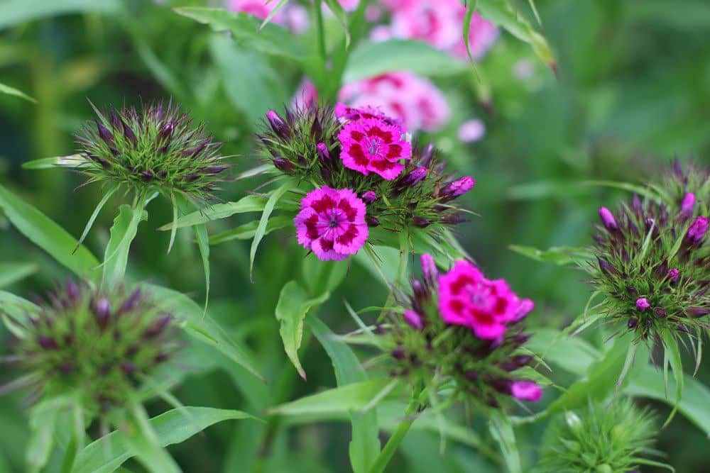 Dianthus barbatus bevorzugt einen sonnigen Standort