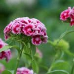 Bartnelken, Dianthus barbatus im Gartenbeet