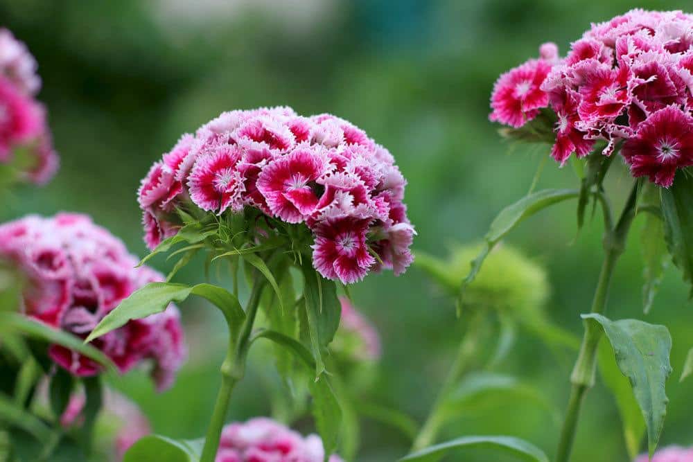 Bartnelken, Dianthus barbatus im Gartenbeet