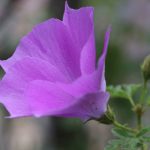 Blauer Hibiskus, Alyogyne huegelii