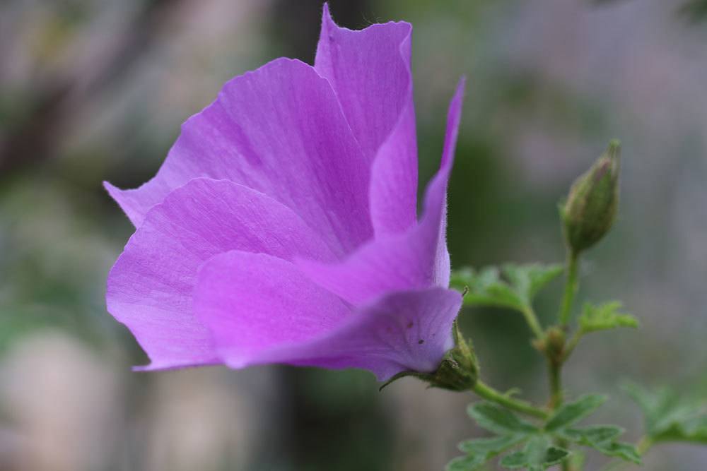 Blauer Hibiskus, Alyogyne huegelii