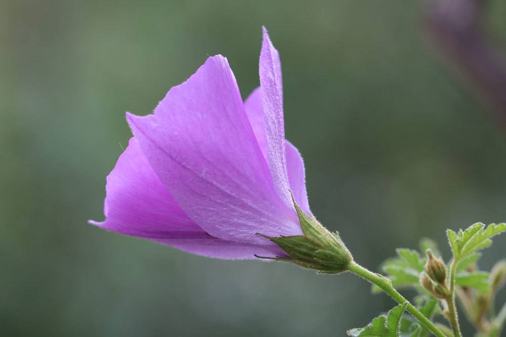 Blauer Hibiskus, Alyogyne huegelii mit halb geöffneter Blüte