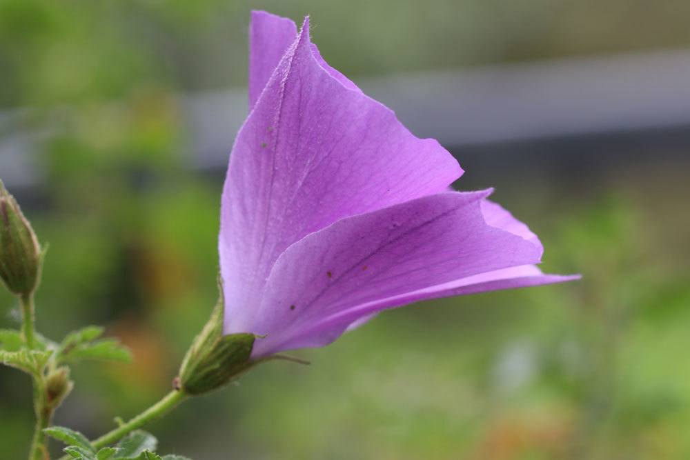 Blauer Hibiskus, Alyogyne huegelii mit violett-blauer Blüte