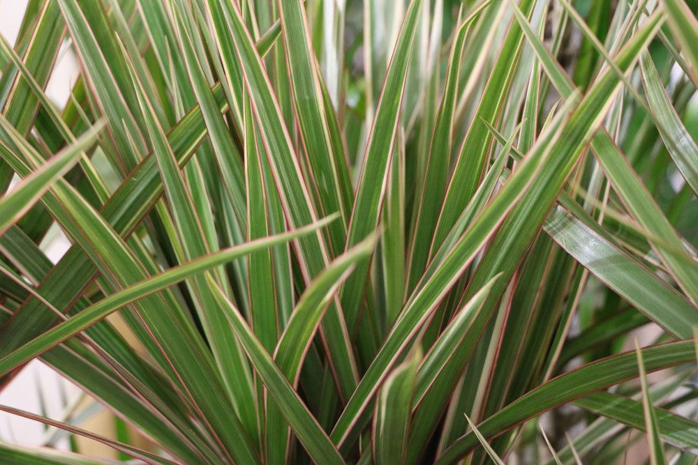 Drachenbaum, Dracaena Marginata