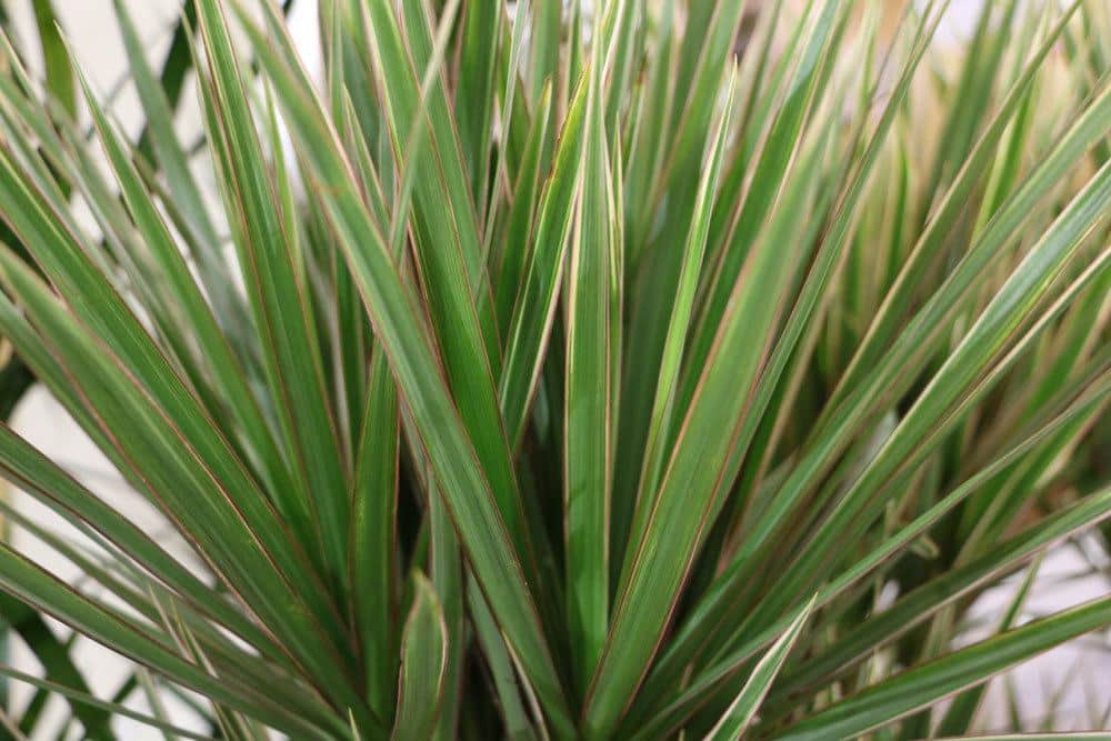 Drachenbaum, Dracaena Marginata wird auch Drachenlilie genannt