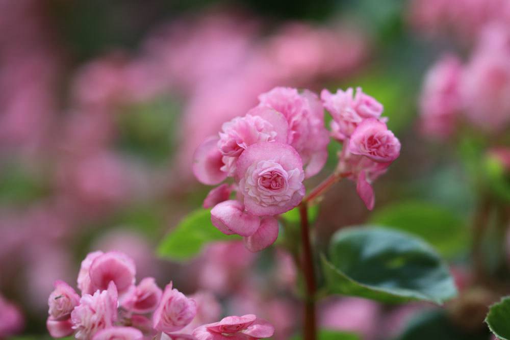 Begonia semperflorens mit zart rosa Blüten