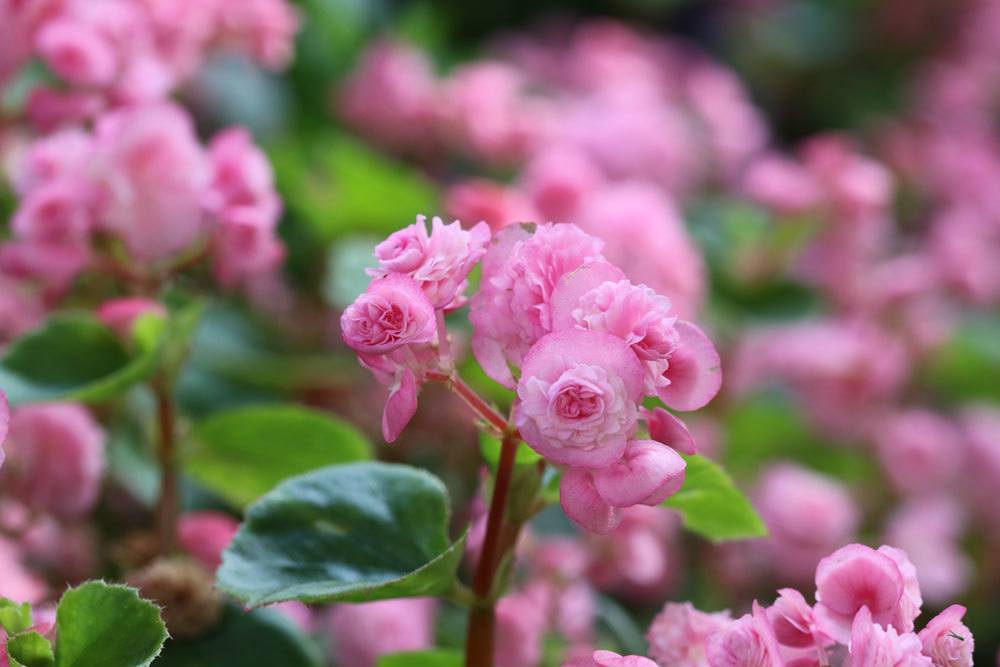 Eisbegonien mit rosa Blütenfarbe