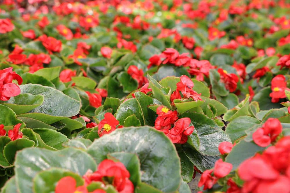 Eisbegonien mit ihren zahlreichen kleinen Blüten