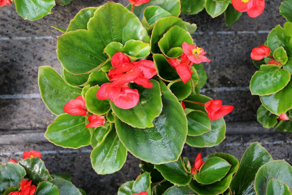 Begonia semperflorens mit roter Blütenfarbe