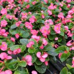 Begonia semperflorens im Garten