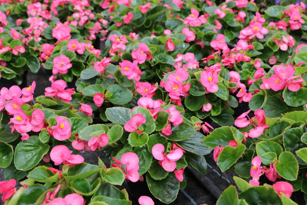 Begonia semperflorens im Garten