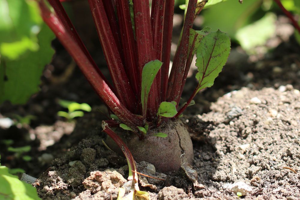 Rote Beete kann eingelagert werden