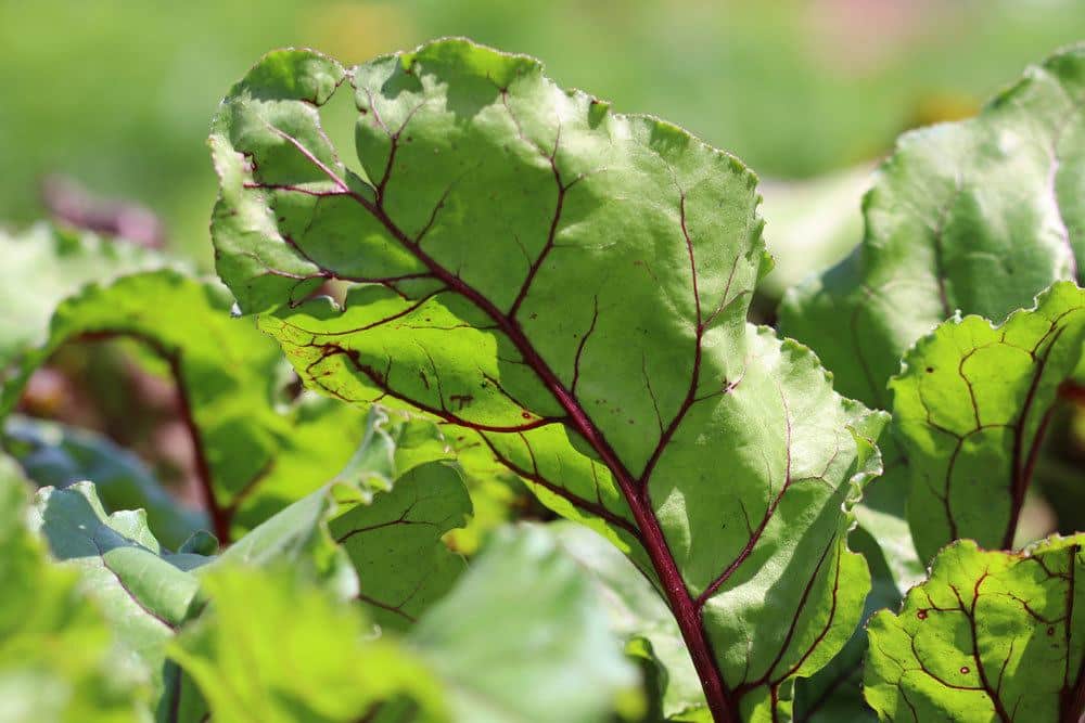 Rote Beete wird zwischen Juli und Oktober geerntet