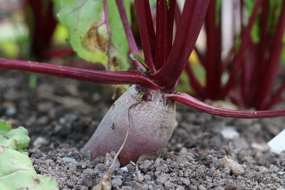 Rote Beete wann ist sie erntreif