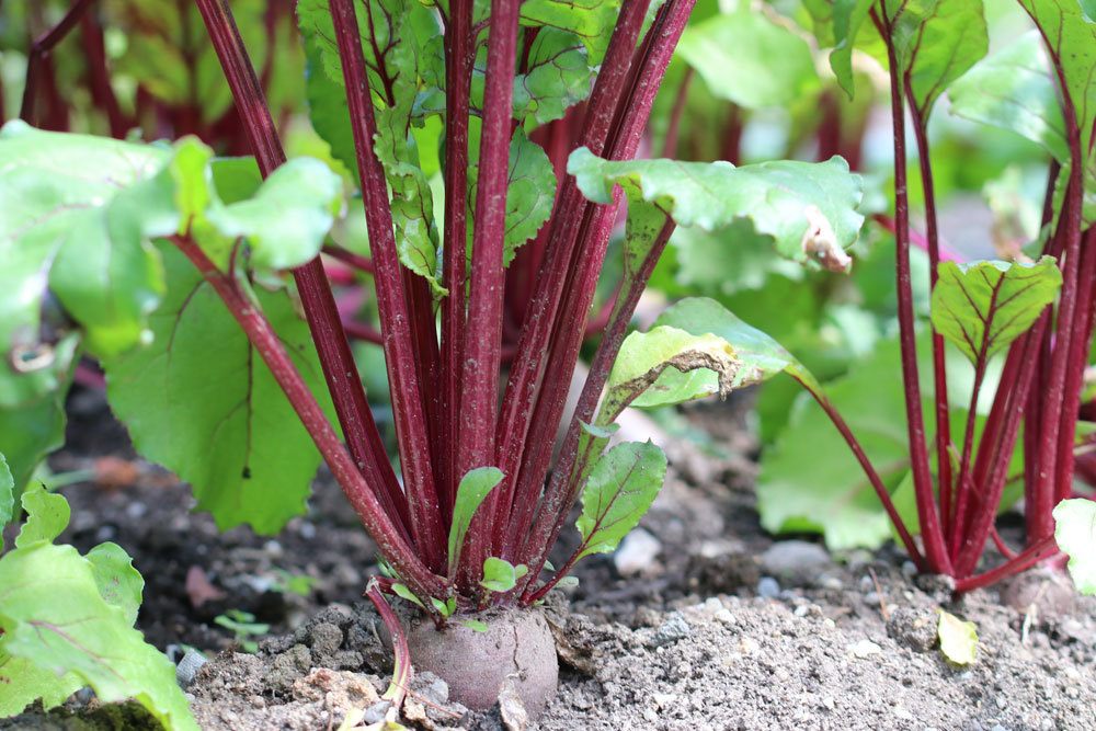 Rote Beete mit purpurfarbener Knolle