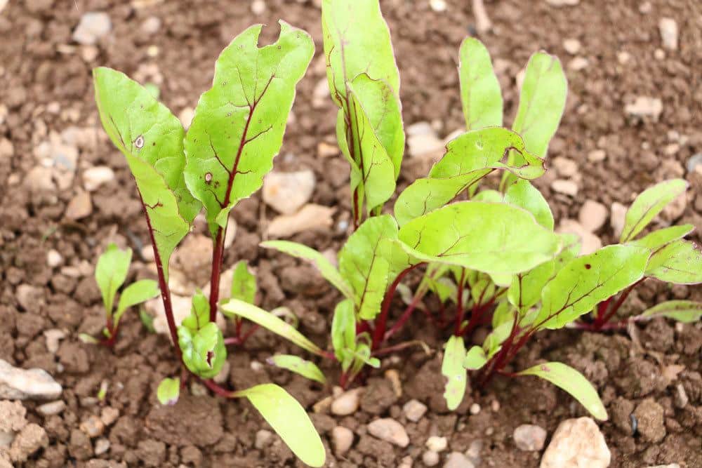 Rote Beete im Gemüsebeet