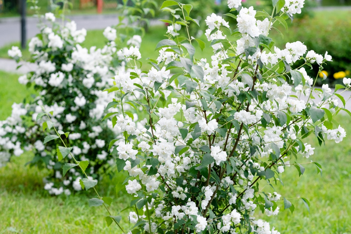 Gartenjasmin 'Schneesturm'
Pfeifenstrauch (Philadelphus)