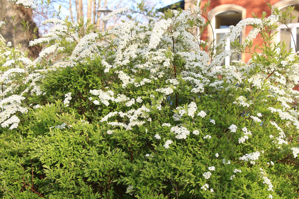 Brautspiere im Garten