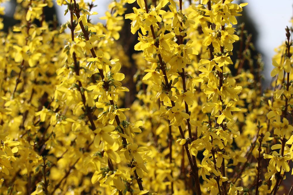 Goldglöckchen (Forsythia x intermedia)