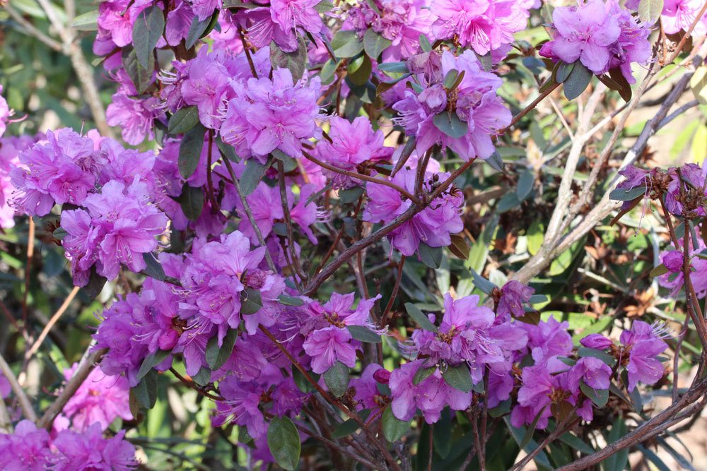 Rhododendron (Rhododendron)