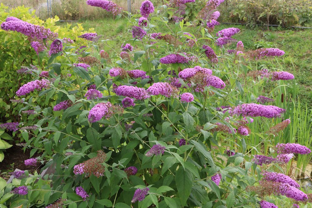 Buddleja davidii, Sommerflieder