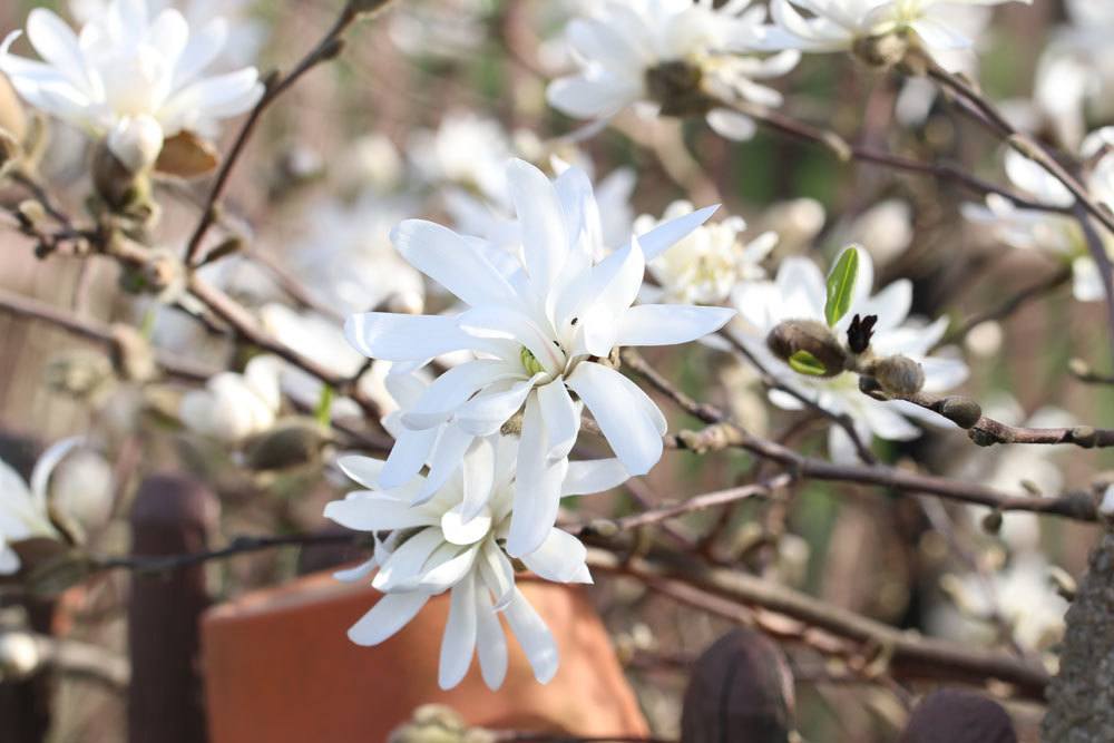 Sternmagnolie ‚Waterlily‘ (Magnolia stellata)