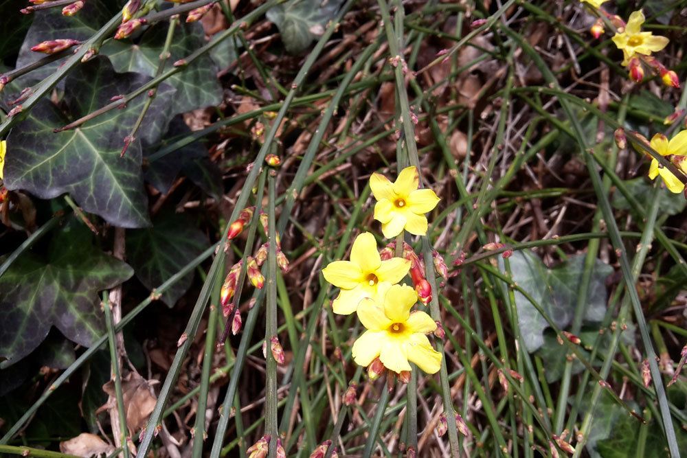 Winterjasmin, Jasminum nudiflorum