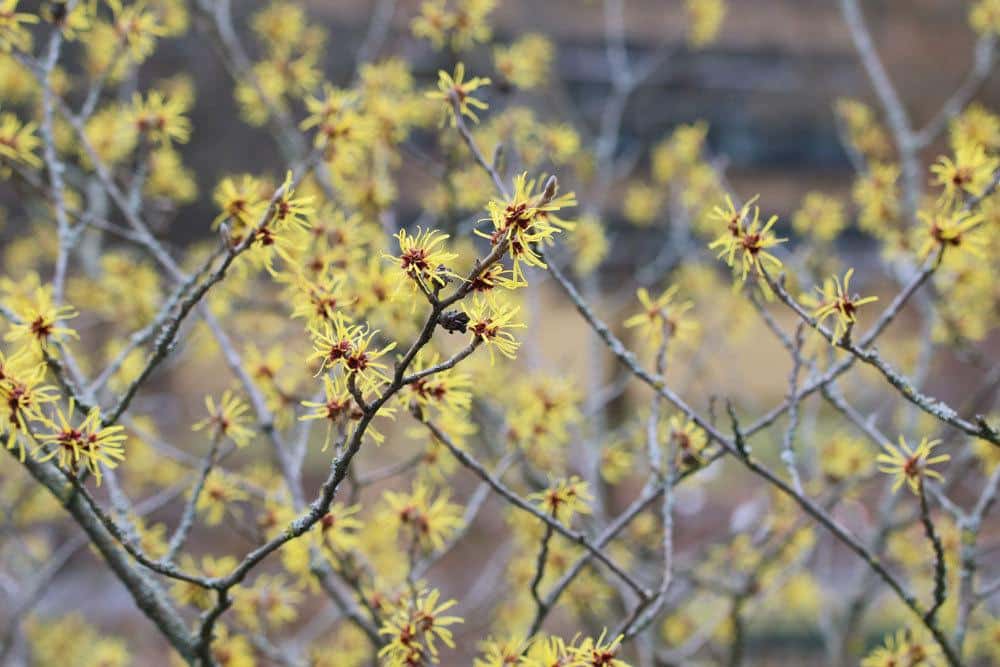 Zaubernuss ‚Diane‘, Hamamelis intermedia