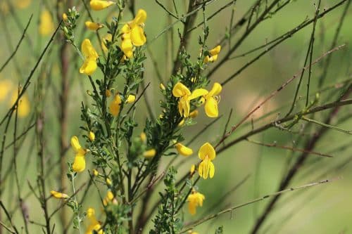 Ginster/Besenginster mit seinen leuchtenden Blüten