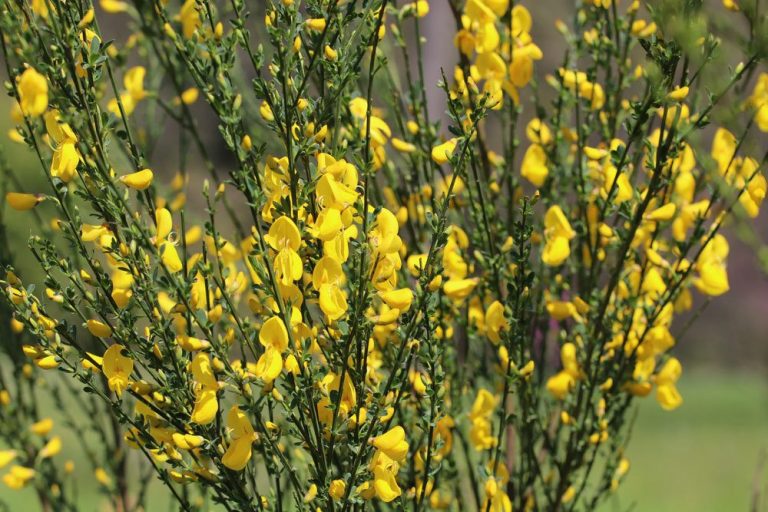 Besenginster, Cytisus scoparius