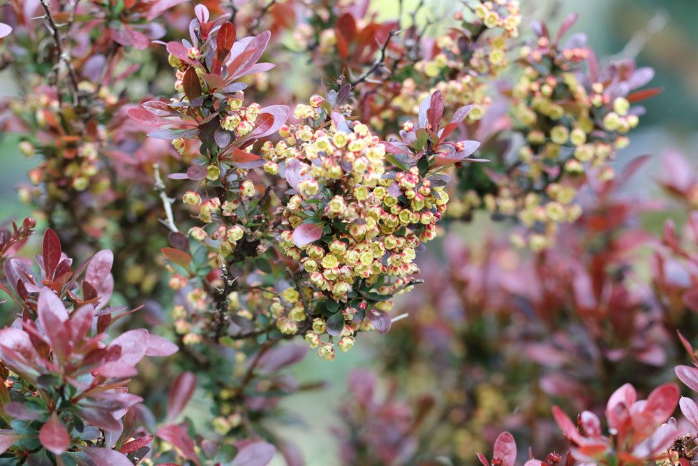 Grüne Heckenberberitze, Thunberg-Berberitze, Berberis thunbergii