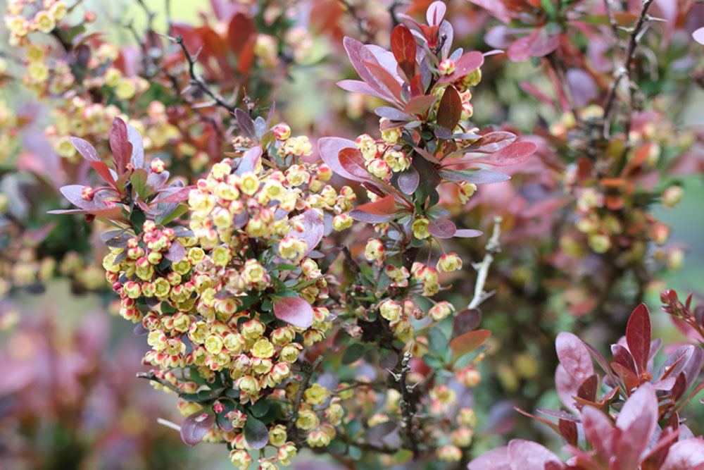 Berberis thunbergii blüht im Mai