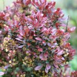 Grüne Heckenberberitze, Thunberg-Berberitze, Berberis thunbergii