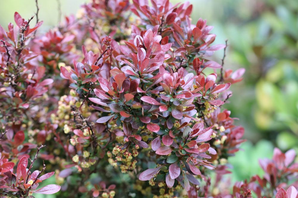 Grüne Heckenberberitze, Thunberg-Berberitze, Berberis thunbergii