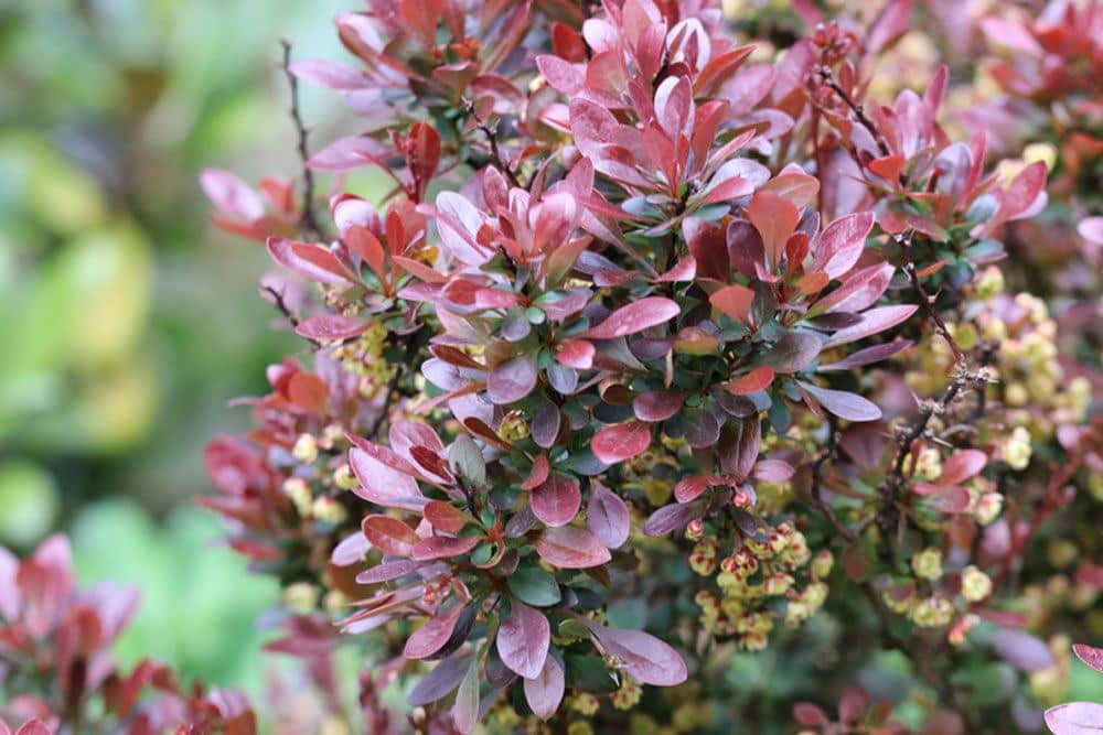 Grüne Heckenberberitze, Thunberg-Berberitze, Berberis thunbergii