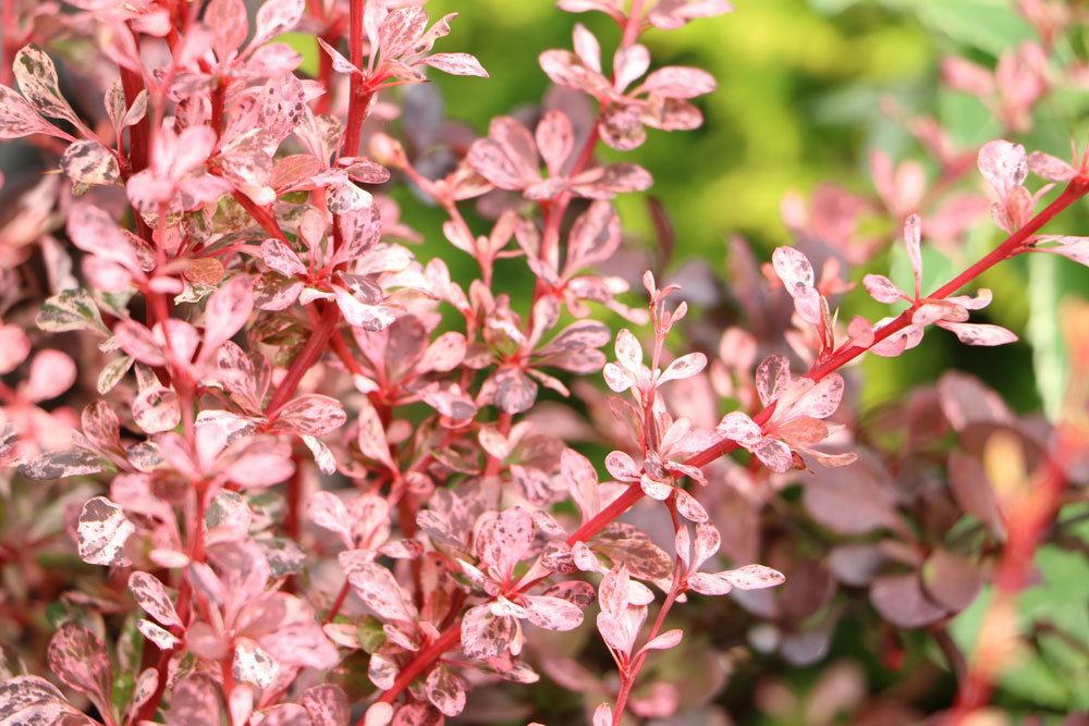 Berberis thunbergii 'Rose Glow'