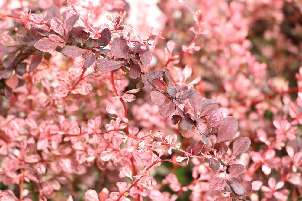 Berberis thunbergii 'Rose Glow'