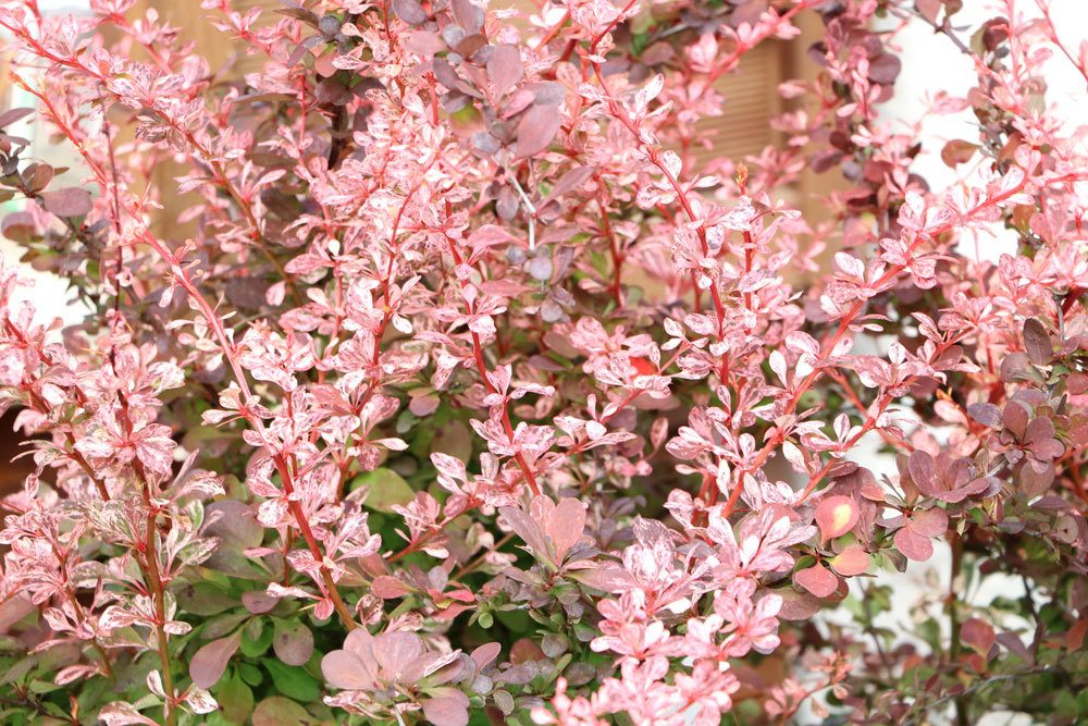 Berberis thunbergii 'Rose Glow'